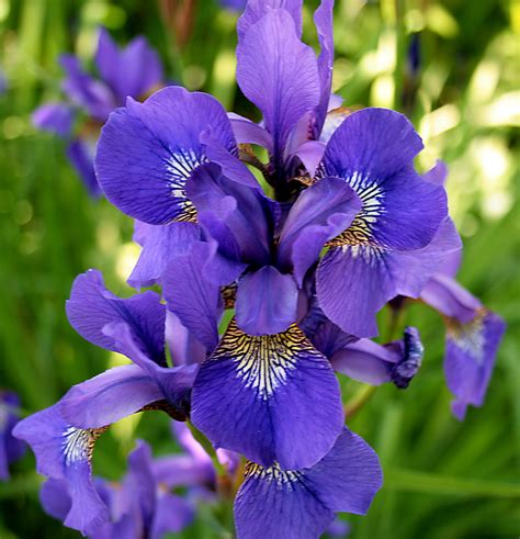 pictures of iris plants